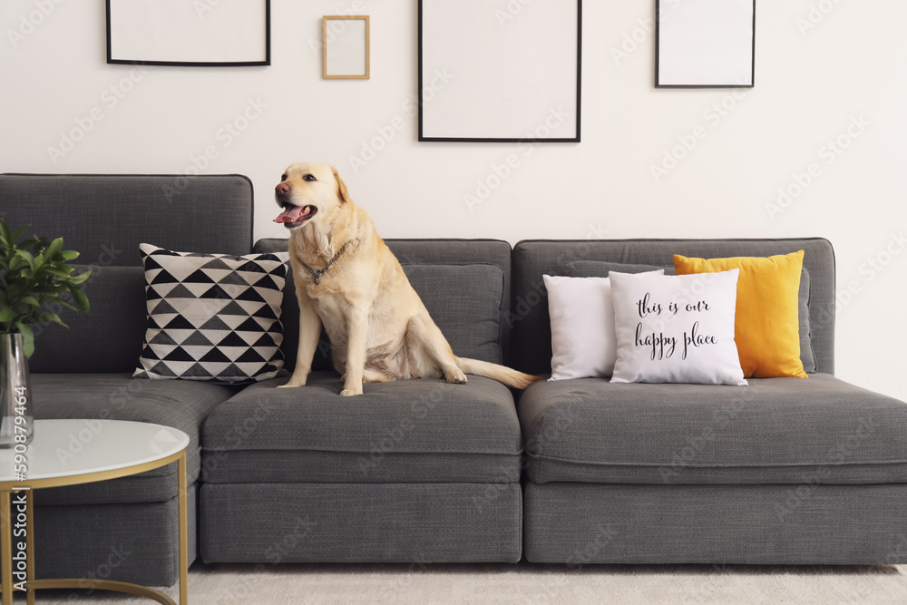 Cute Labrador dog sitting on sofa at home