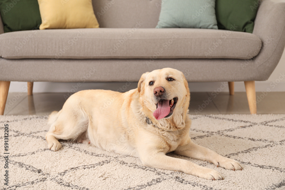 Cute Labrador dog lying on carpet at home