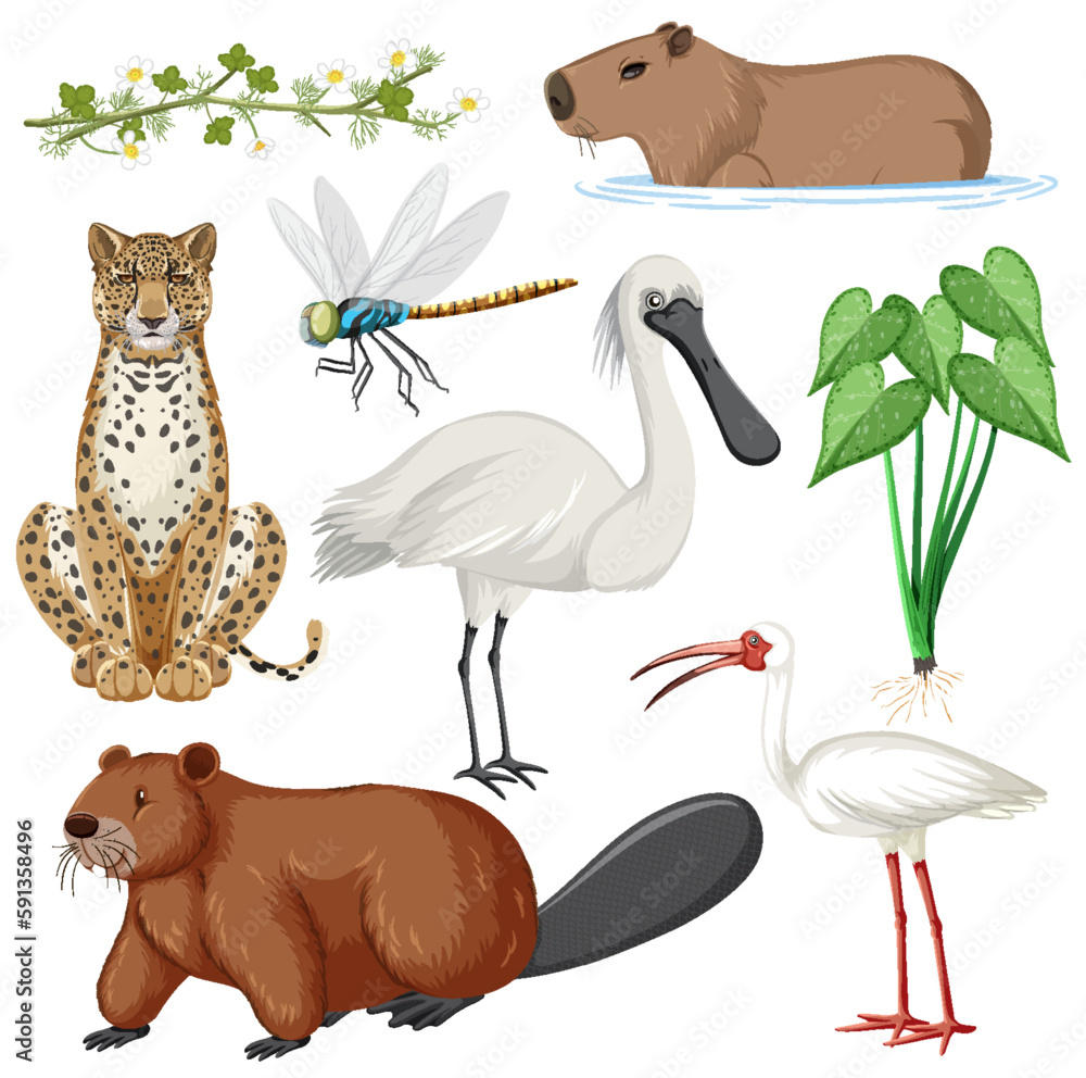 Various Wetland Animals Collection