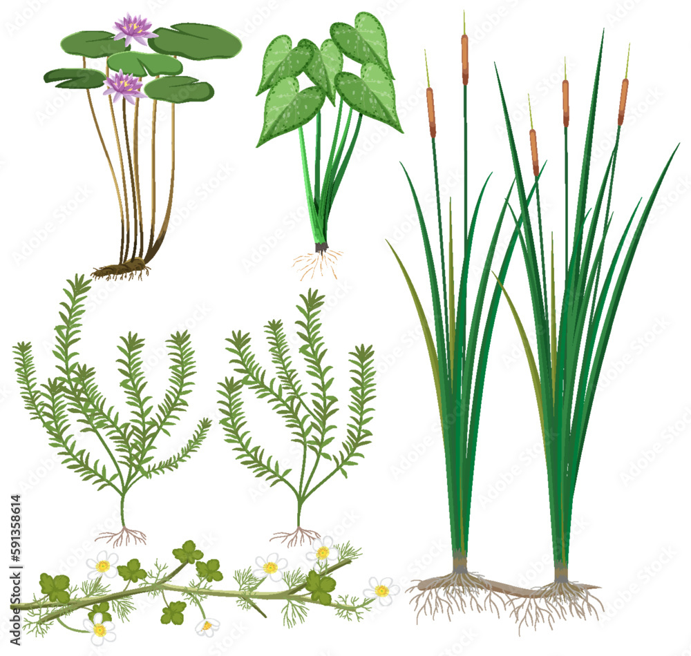 Various Wetland Plants Collection