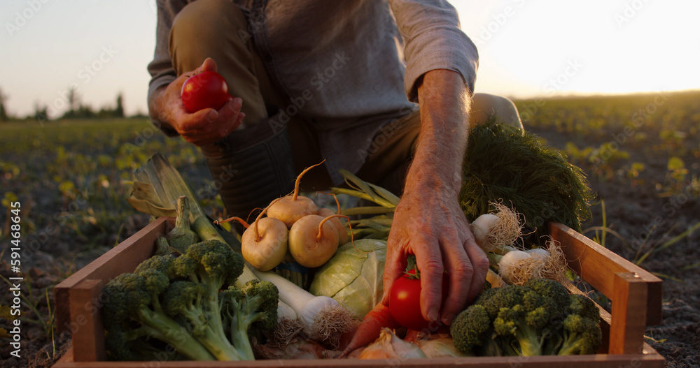 Farmer putting fresh tomatoes in box of veggies. Local ranch worker examining newly collected crops 