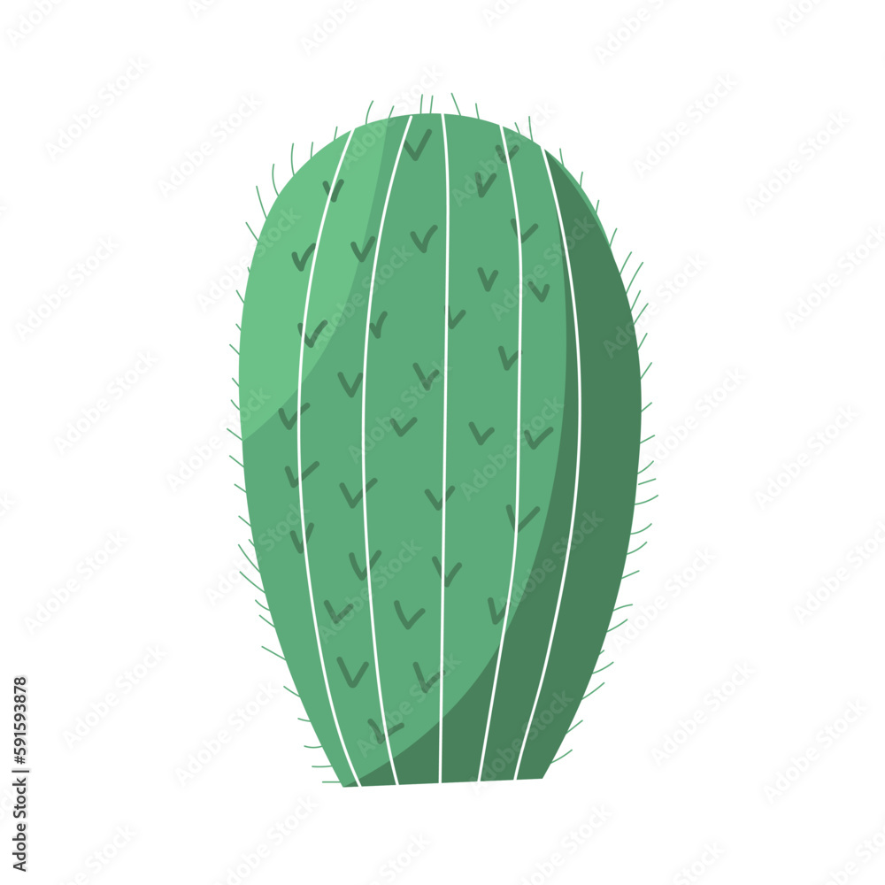 Green cactus on white background