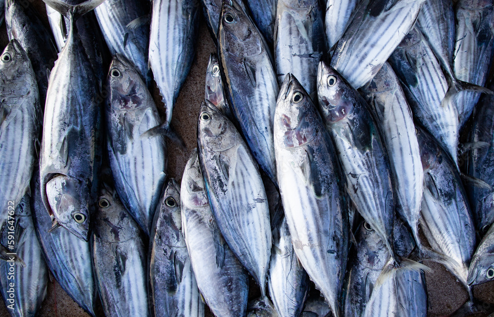 flat lay of fresh fish on the market