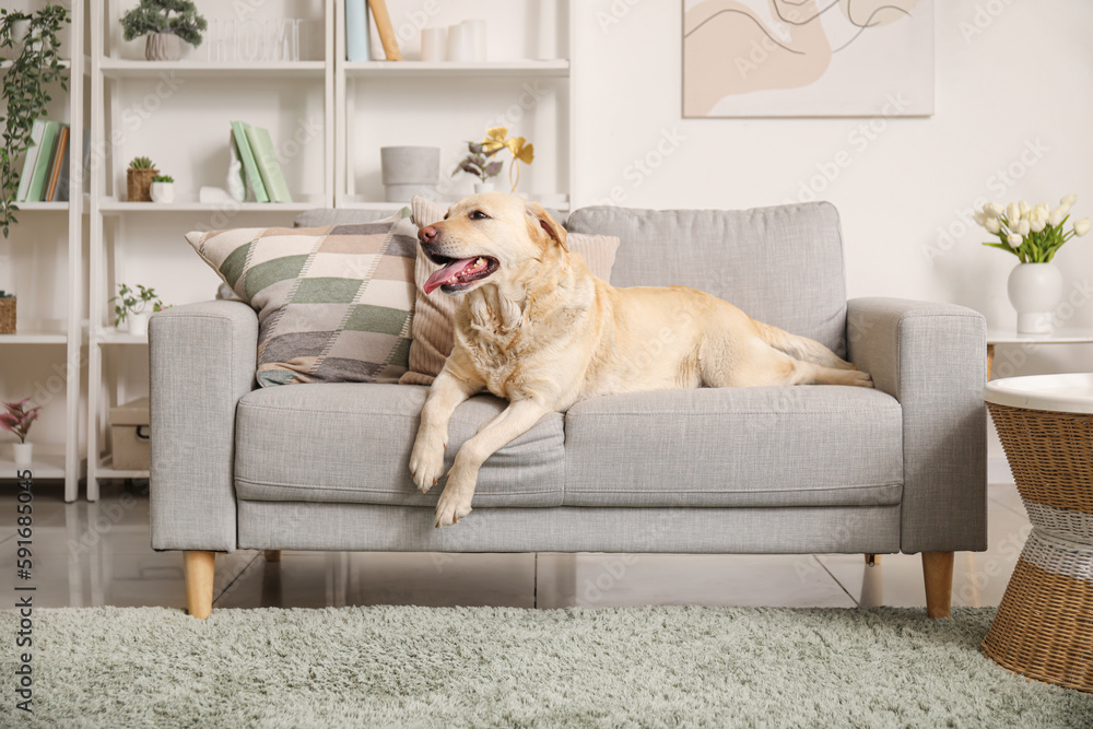 Cute Labrador dog lying on sofa at home