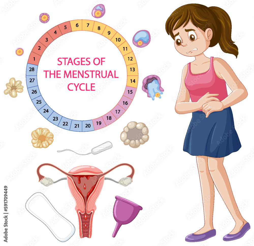 Infographic of stages of the menstrual cycle