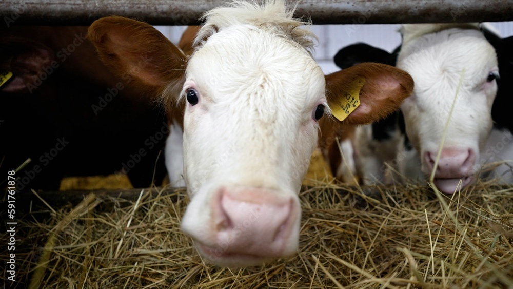 The cows are eating under the barn. Cows in a stall under the roof.