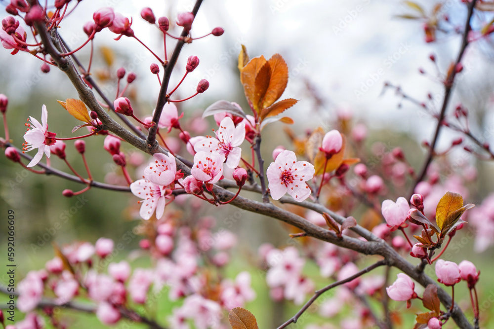 Beautiful blossoming branch on spring day, closeup