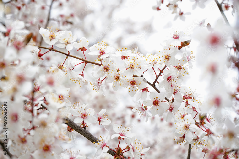 Beautiful blossoming branches on spring day, closeup