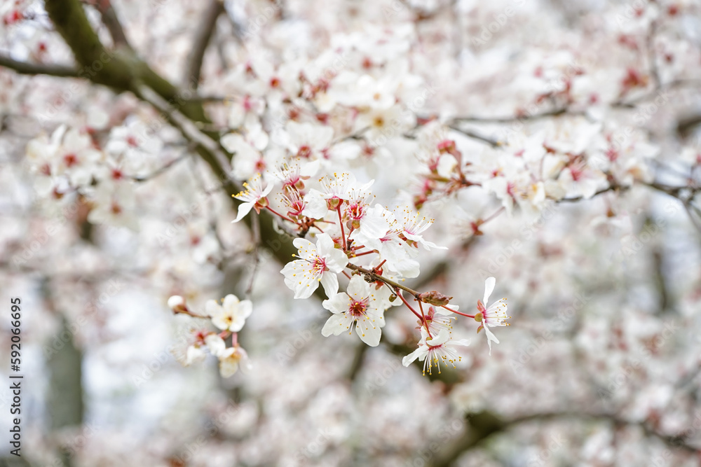 Beautiful blossoming branch on spring day, closeup