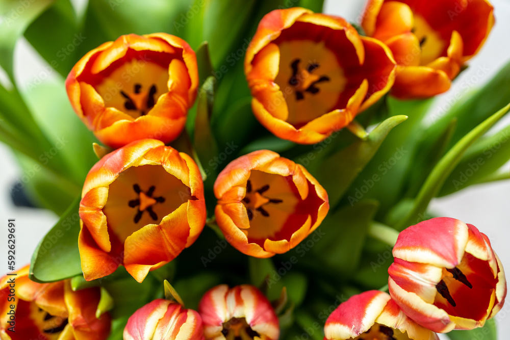 Close up of beautiful red tulips 