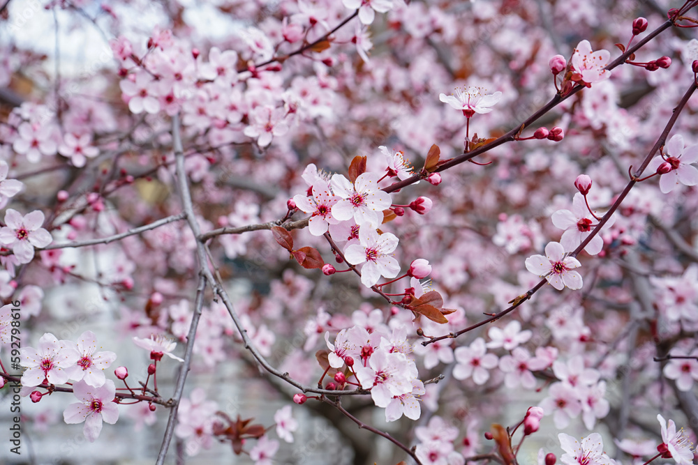 Beautiful blossoming branches on spring day