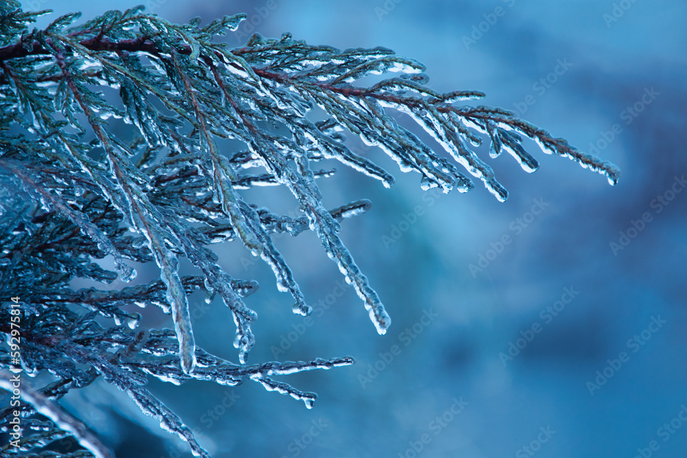 Winters Crystal Garden: Icy Water Droplets Adorn the Branches of a Coniferous Tree