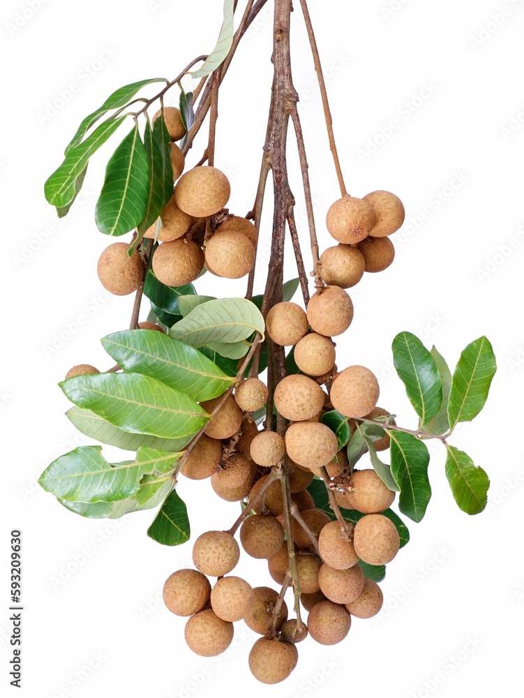 Closeup of a branch with leaves and longan fruits hanging from it isolated on a white background