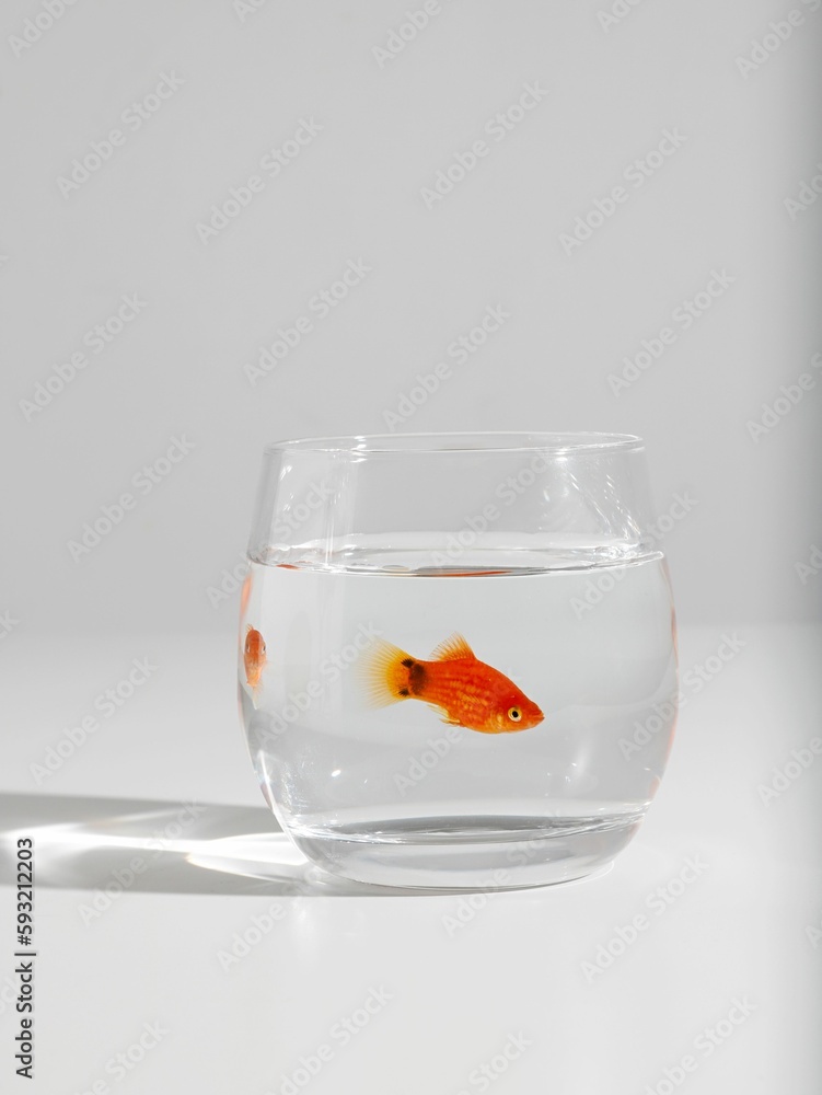 Vertical shot of a goldfish in a small glass on a white background