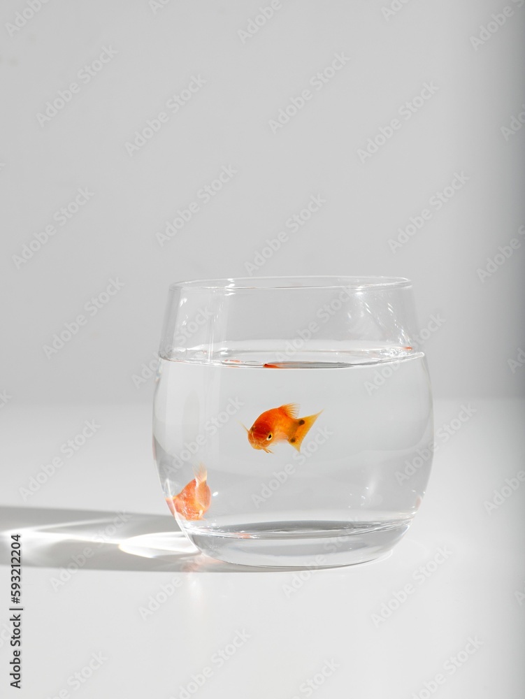 Vertical shot of a goldfish in a small glass on a white background