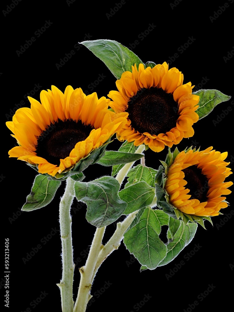 Vertical shot of yellow sunflowers with green leaves isolated on a dark background