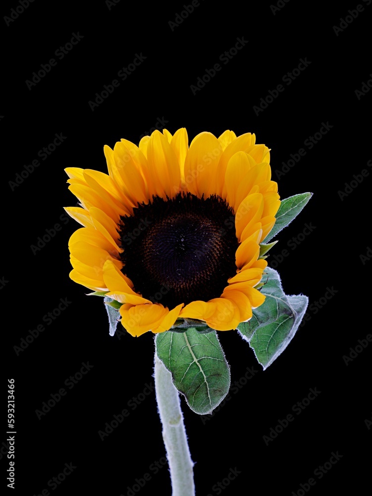 Vertical shot of a yellow sunflower with green leaves isolated on a dark background