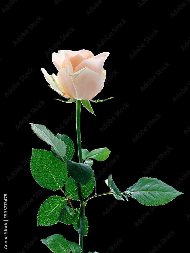 Vertical shot of a colorful rose with green leaves isolated on a dark background