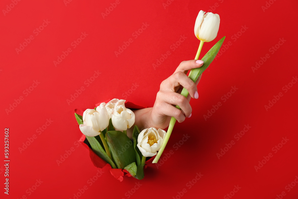 Female hand with white tulips visible through hole in red paper