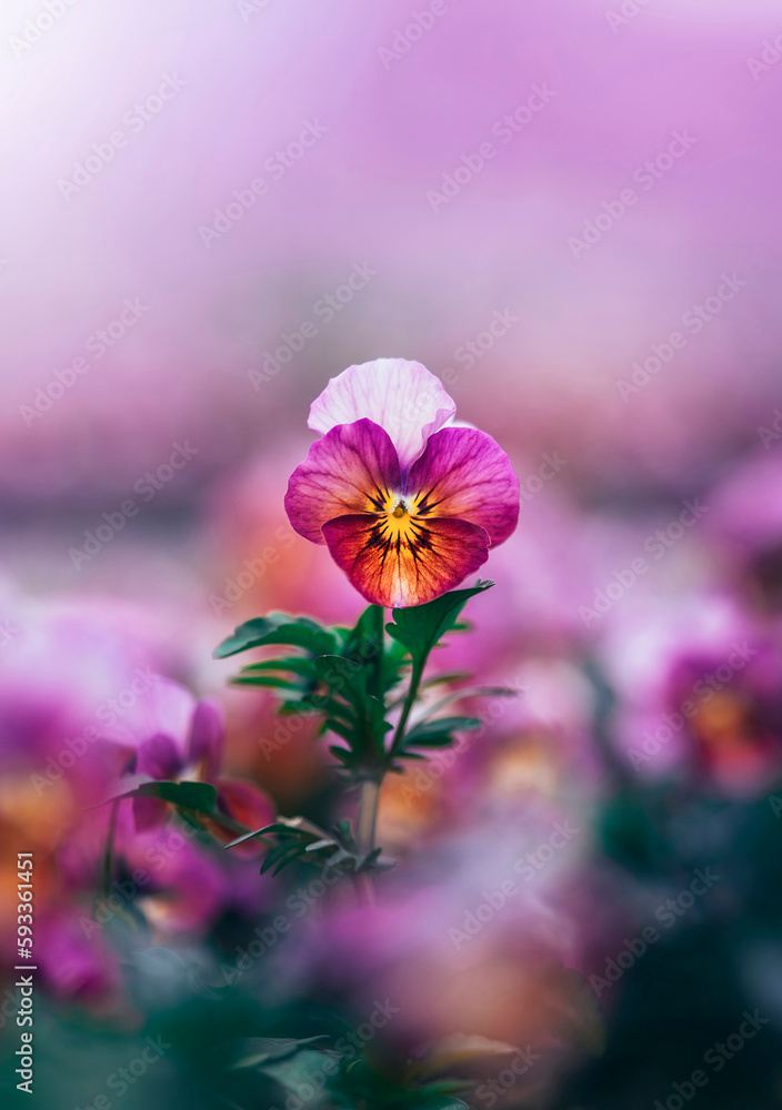 Macro of a single pink pansy flower with soft focus, isolated blossom, dreamy setting and blurred ba