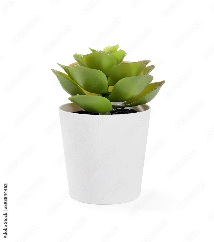 Artificial succulent on white background