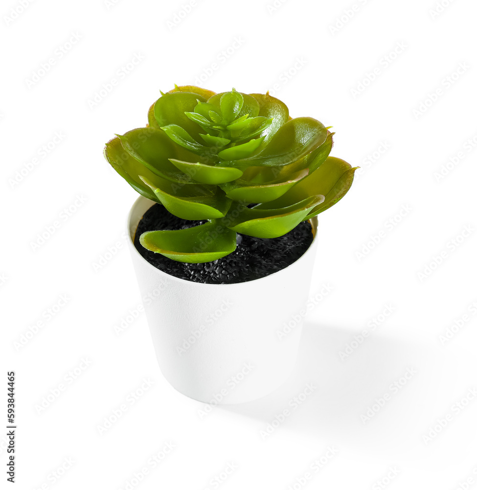 Artificial succulent on white background