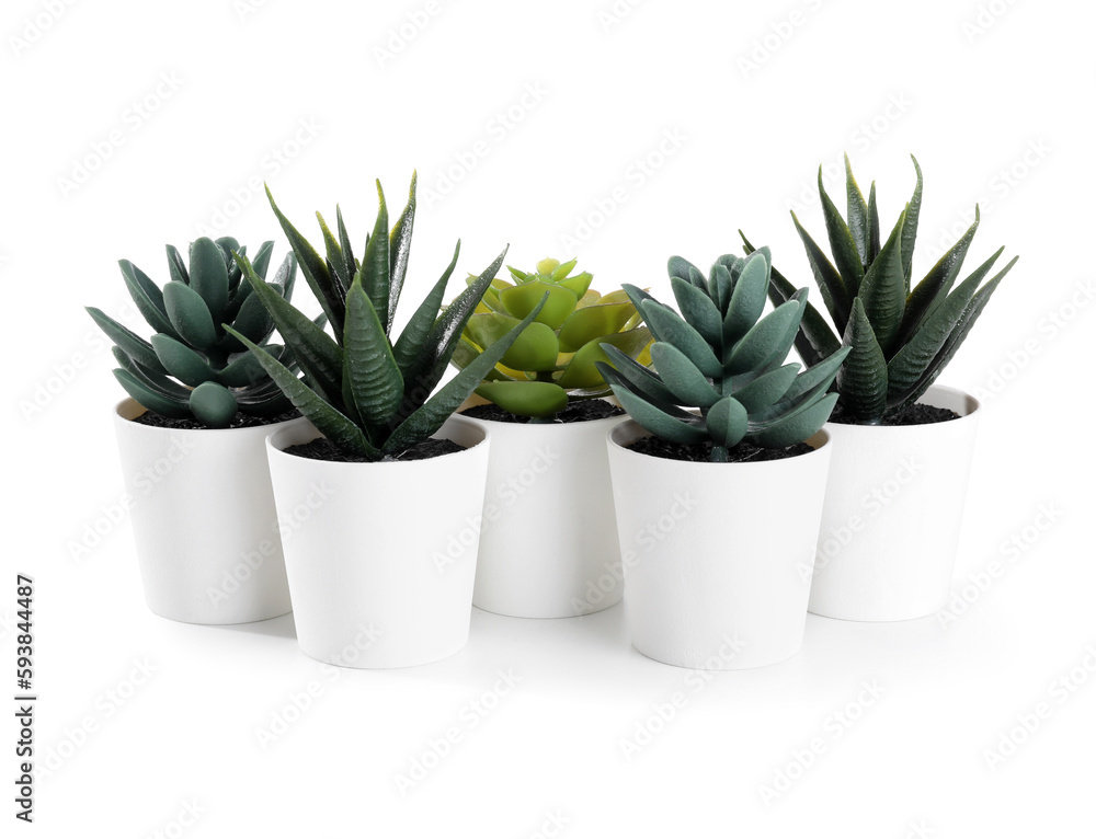 Artificial succulents on white background