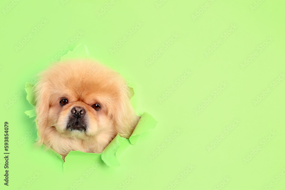 Cute fluffy dog looking out of hole in torn green paper