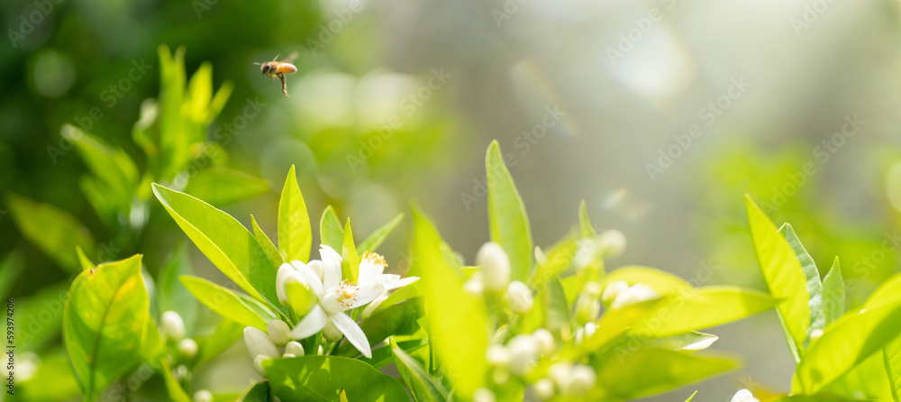 Beautiful natural background with orange tree foliage and flowers and a bee outdoors in nature.