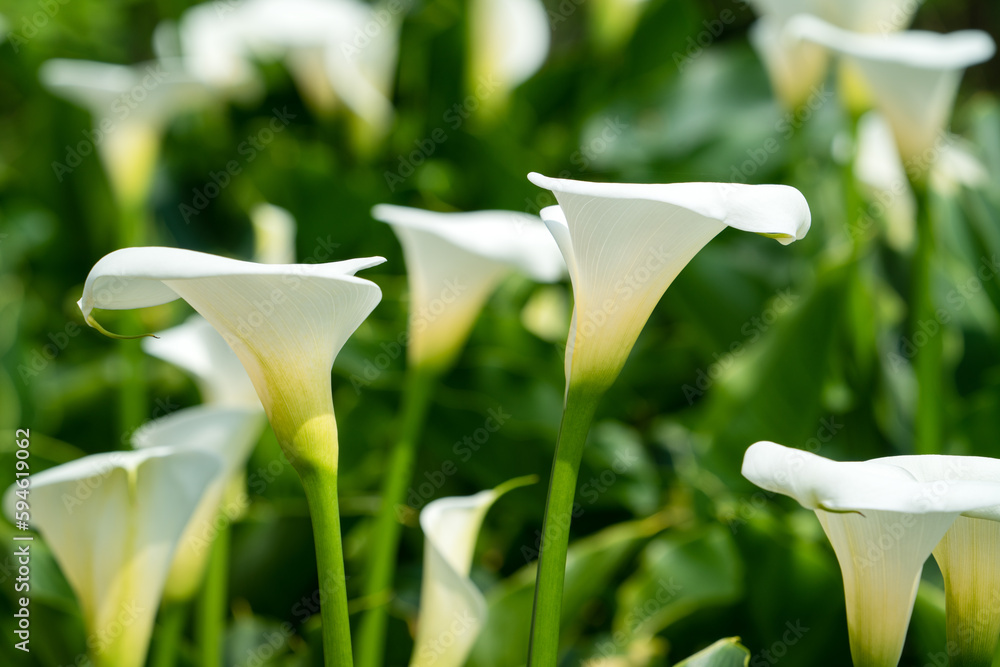 Beautiful white calla lily in the garden.