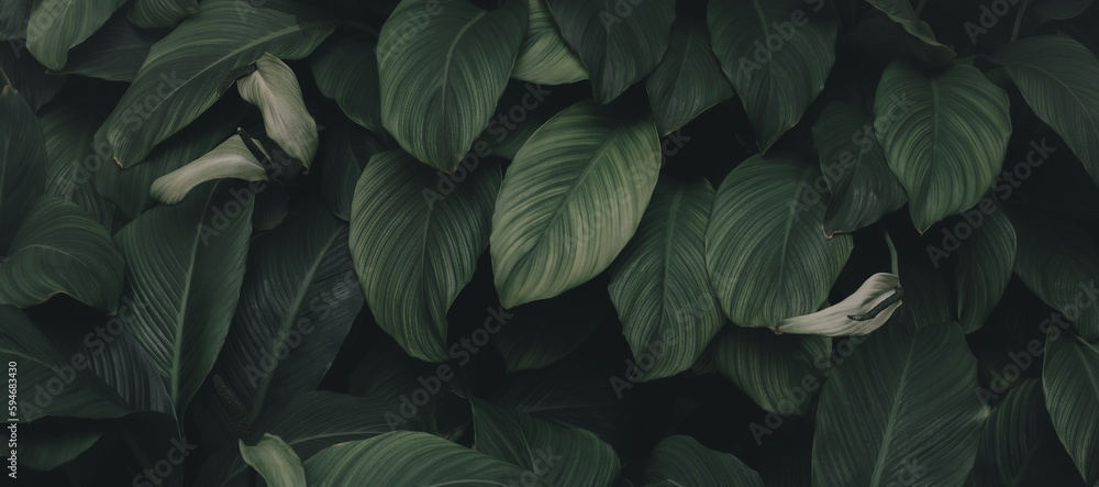 abstract green leaf texture, nature background, tropical leaf	