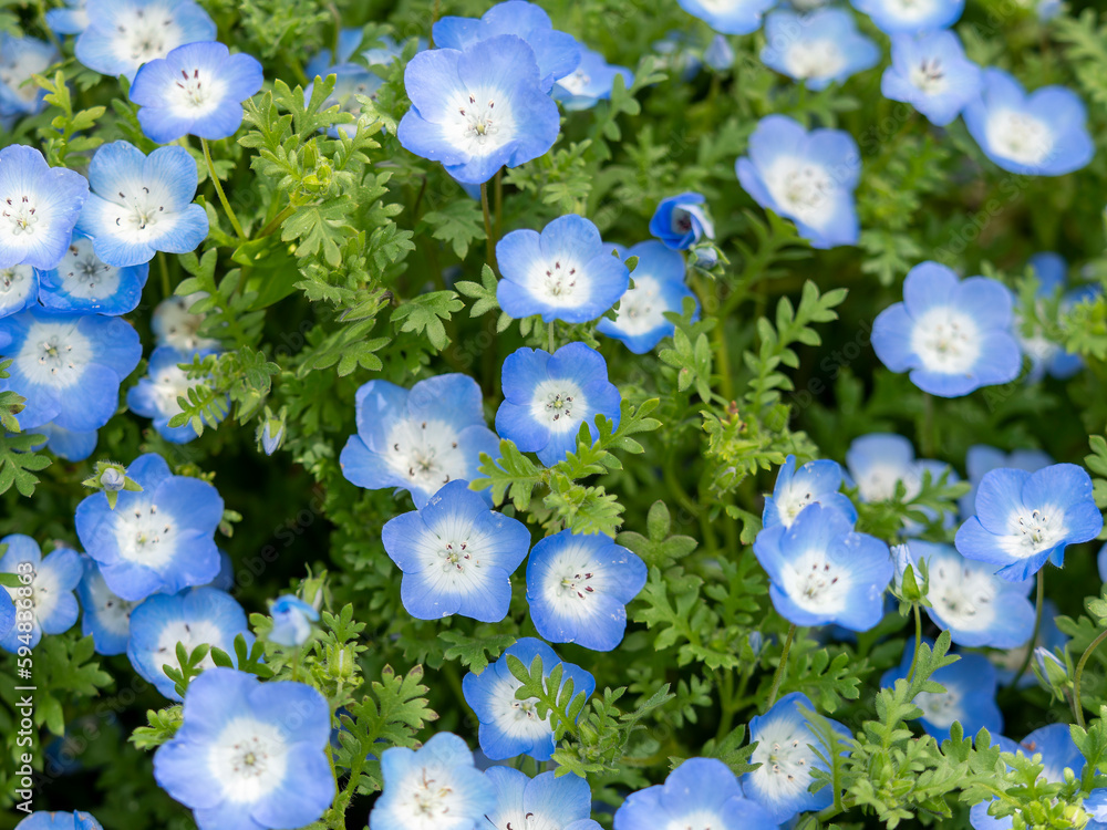 植物園に咲く満開のネモフィラの花