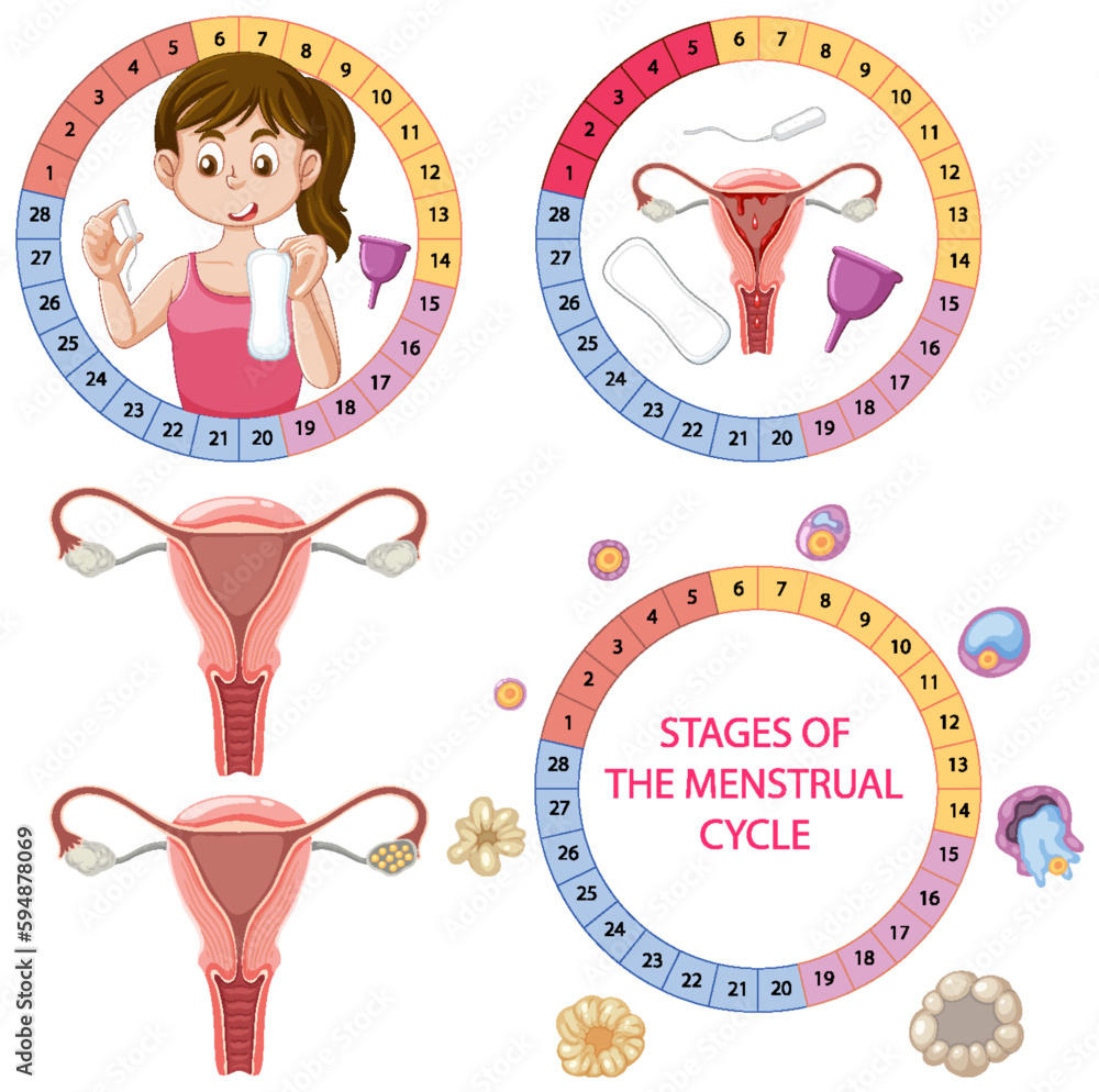 Infographic of stages of the menstrual cycle