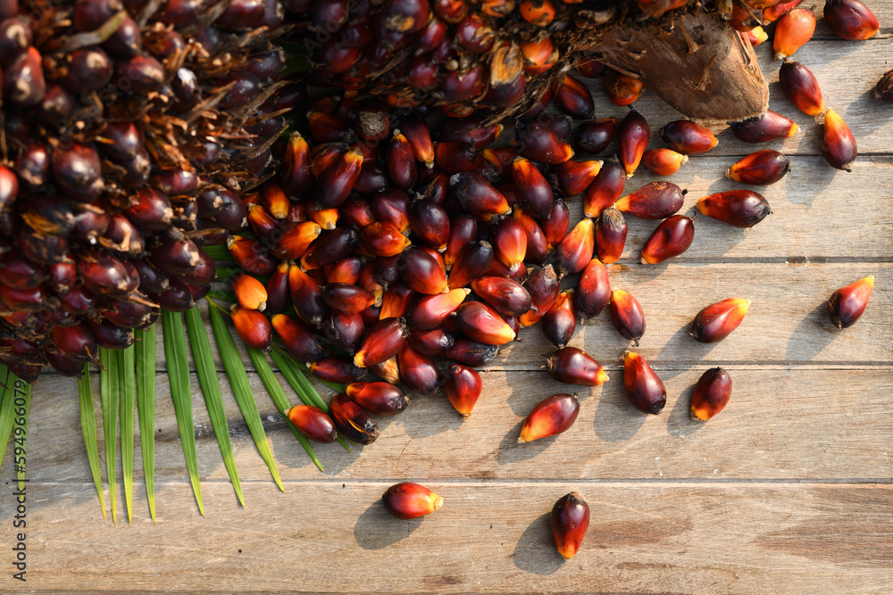 Top view of oil palm nuts on wooden table.