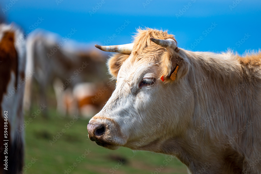 A cow in a pasture in the Sierra Nevada mountains in Spain.