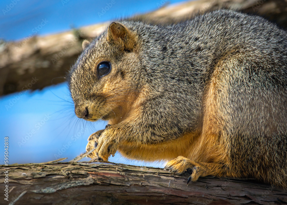 Fox Squirrel out on a limb!