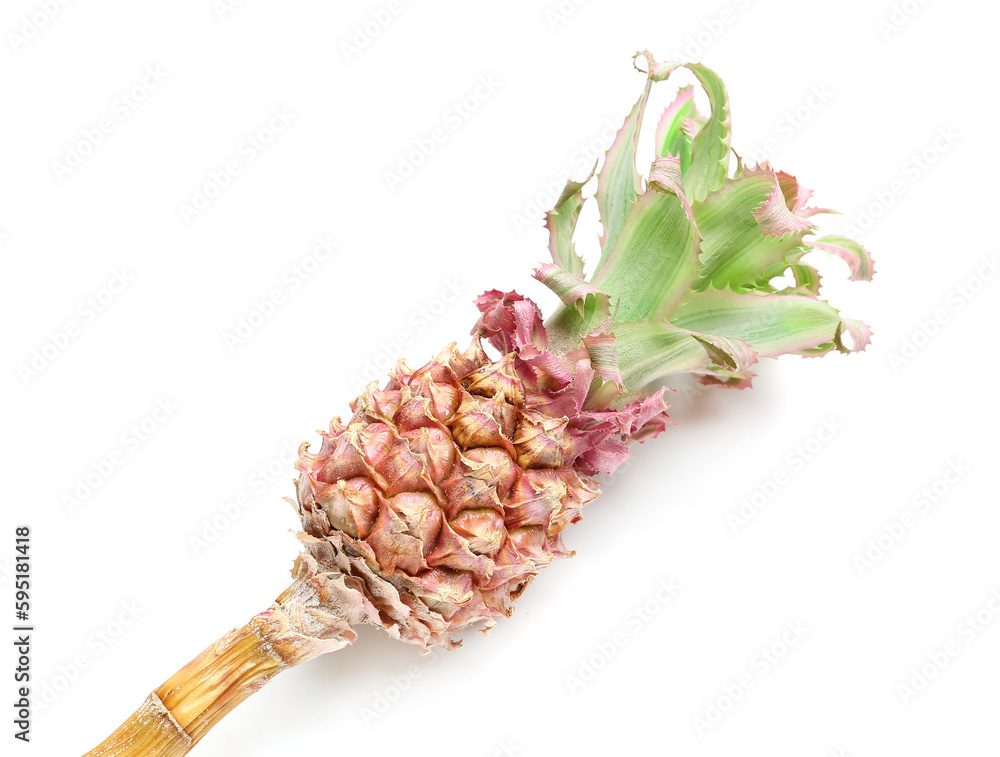 Decorative pineapple on white background, closeup