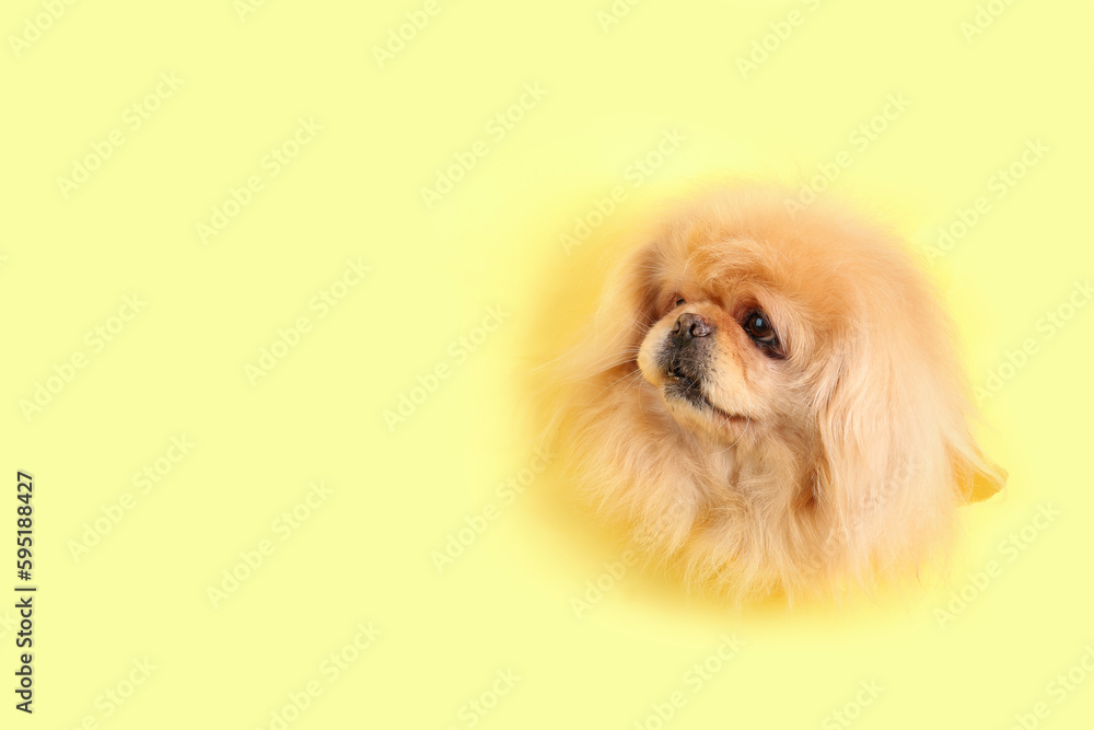 Cute fluffy dog looking out of hole in yellow paper