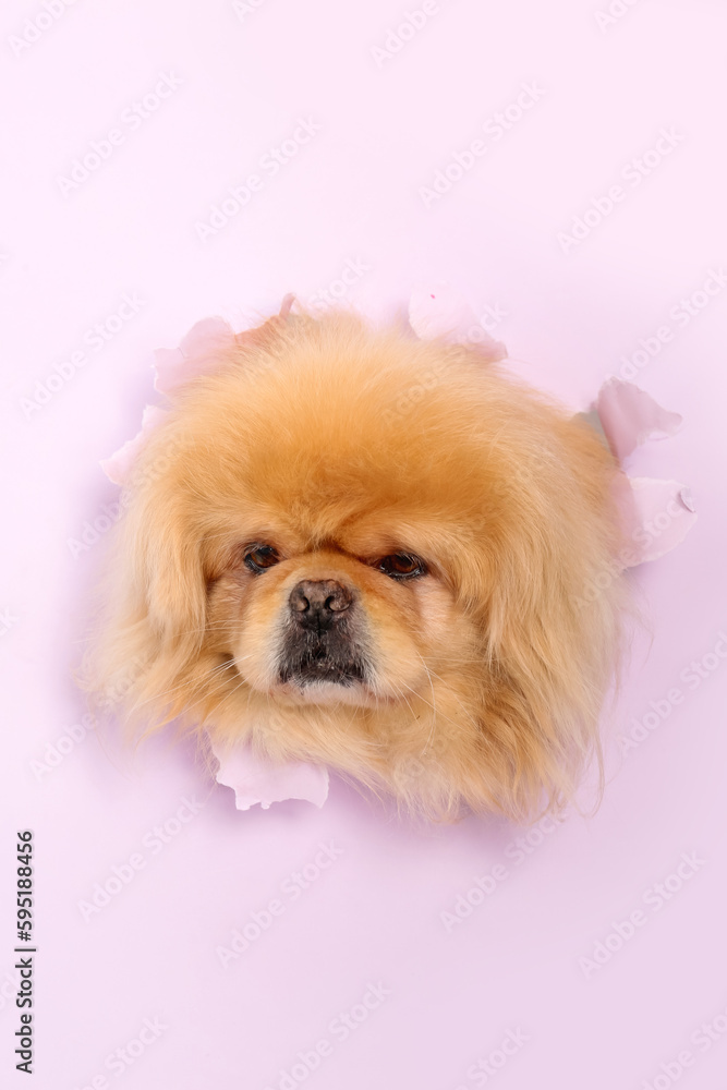 Cute fluffy dog looking out of hole in torn lilac paper