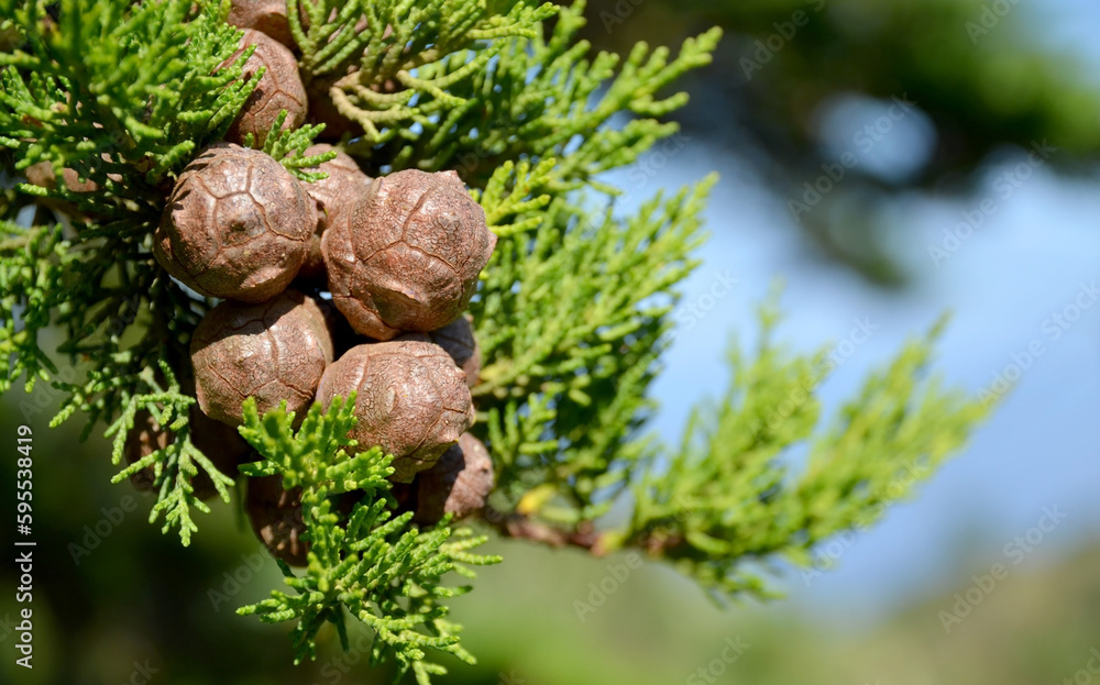 The branch of cypress tree with cones in Teno Alto muntain village,Tenerife, Canary Islands, Spain.S