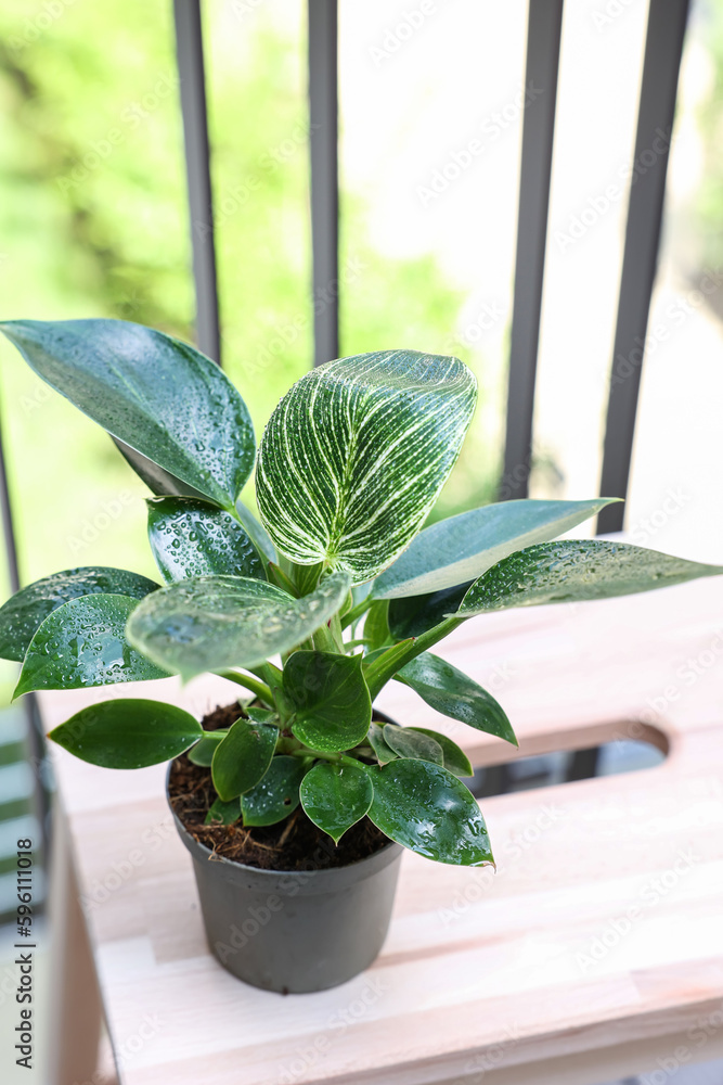 Stepladder with Philodendron on balcony