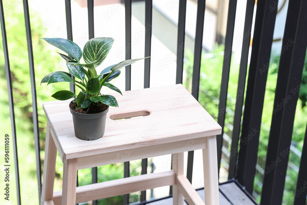 Stepladder with Philodendron on balcony