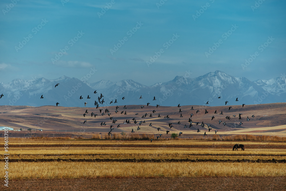 Beautiful rural landscape with birds flying over a pasture in the mountains, Kyrgyzstan