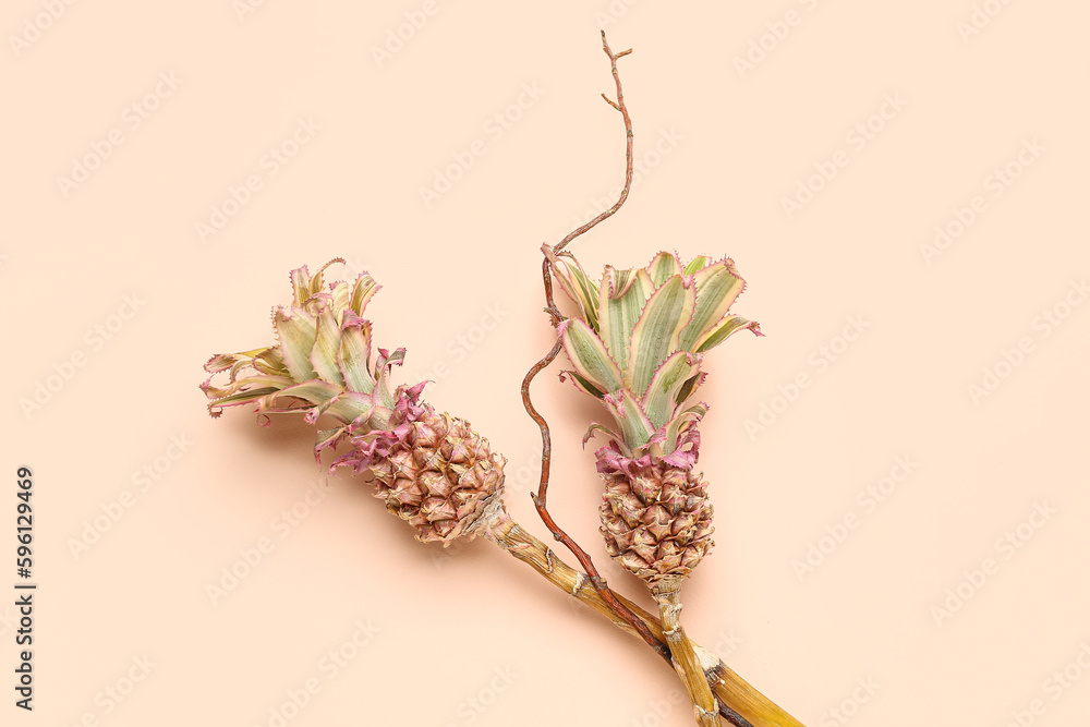 Decorative pineapples with tree branch on pink background