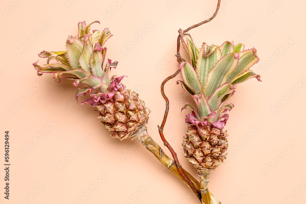 Decorative pineapples with tree branch on pink background