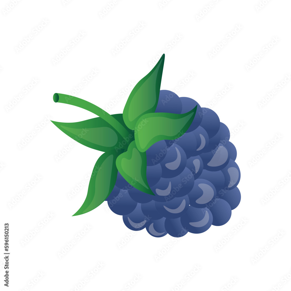 Ripe blackberry on white background