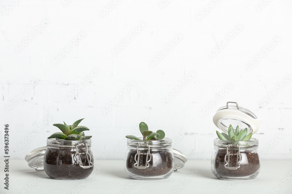 Minimalist modern composition with succulent plants on a white surface against white brick wall