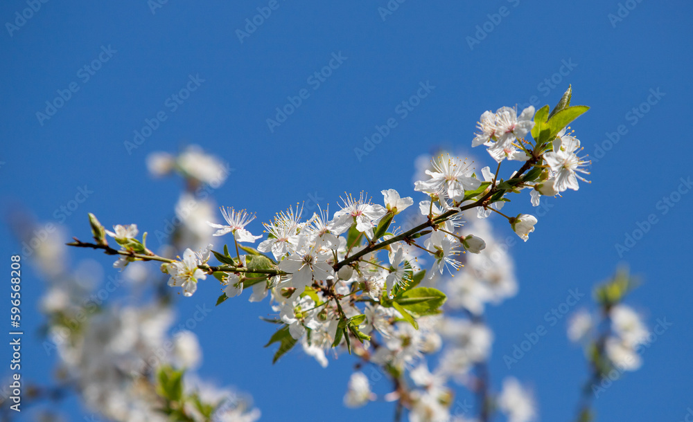 white flowers fruit trees closeup spring nature