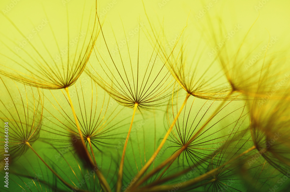 Dandelion flower  abstract background