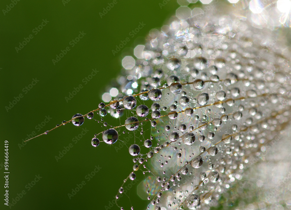 Dandelion flower background in water